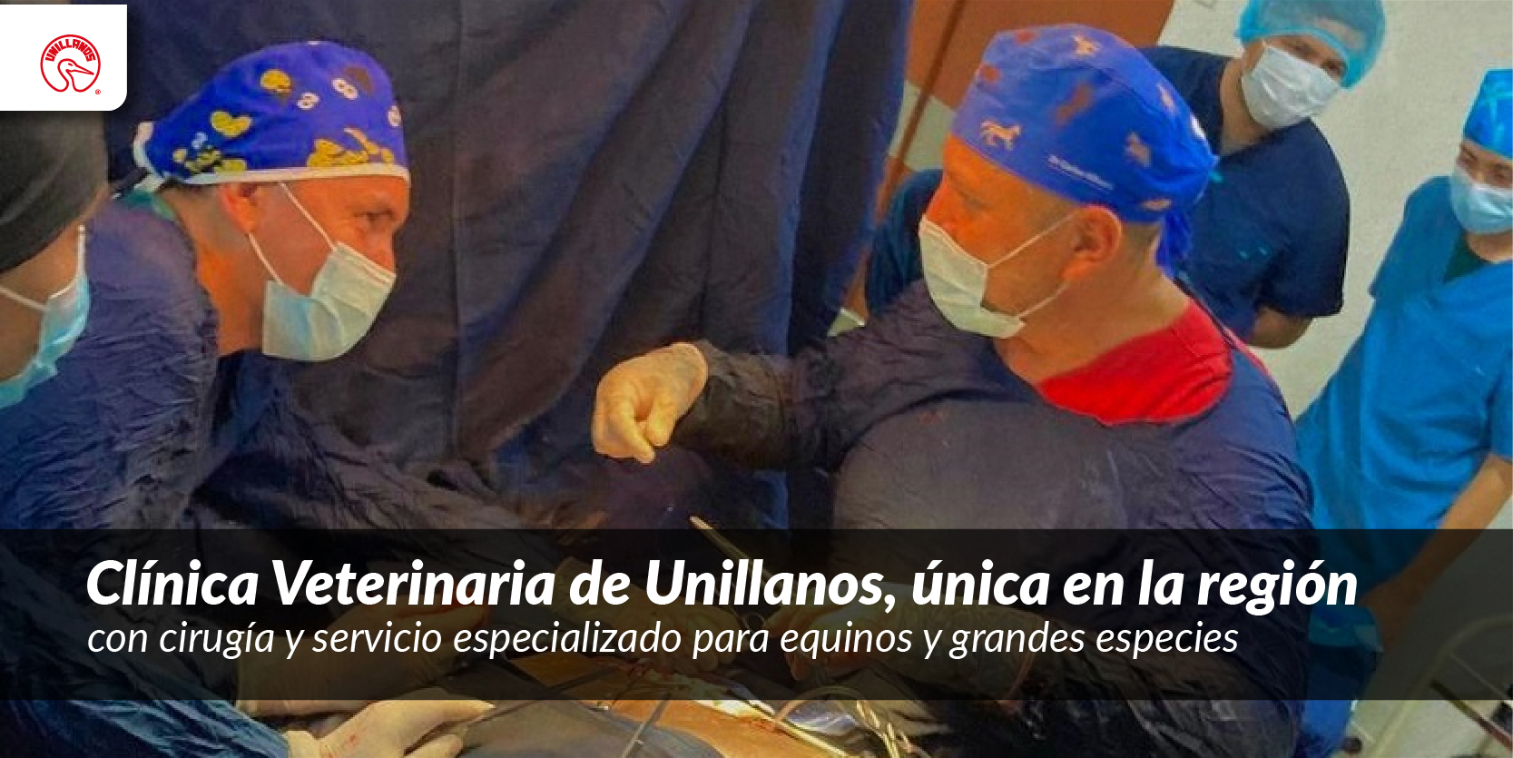 Clínica Veterinaria de Unillanos, única en la región con cirugía y servicio especializado para equinos y grandes especies