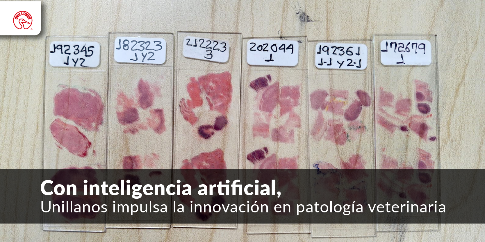 #nivo1m222Desc2 Con inteligencia artificial, Unillanos impulsa la innovación en patología veterinaria